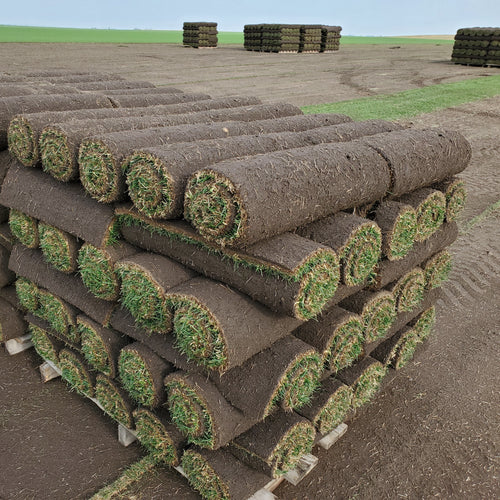 Stack of sod rolls on a field with more sod rolls in the background.